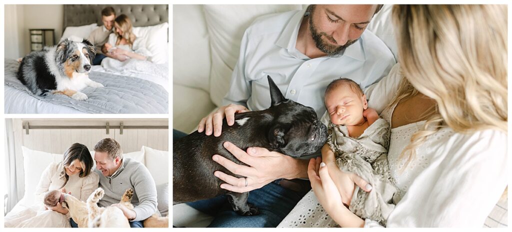 newborn session with dog